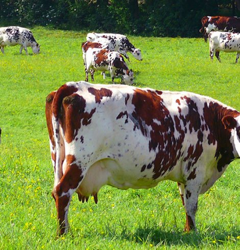 Actualités en Normandie